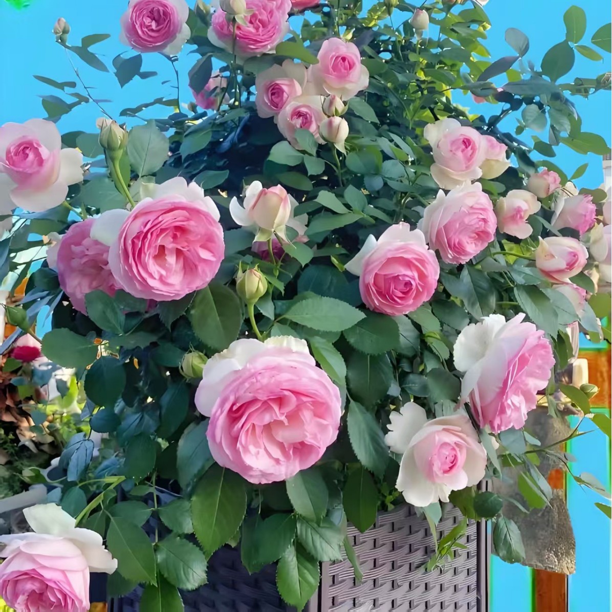 Longsha rose seedlings, climbing vines, blooming all year r