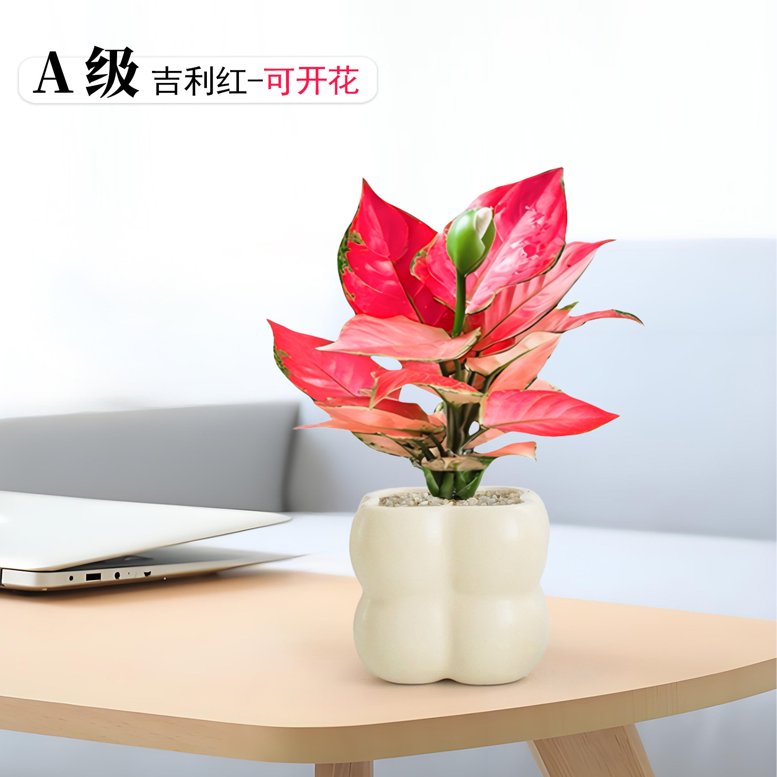 Geely red potted plants will bloom, green plants will bloom