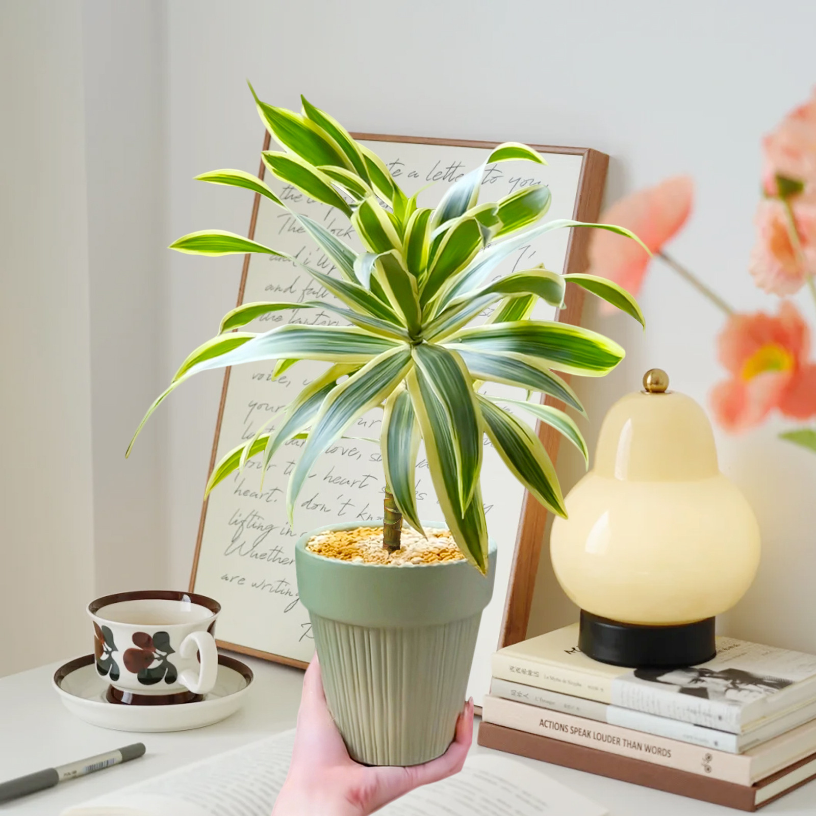 Phnom Penh Lily Bamboo Potted Plant Indoor Living Room Adva