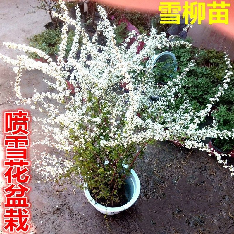 Snow willow plants spray snow flower seedlings potted flowe