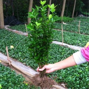 Seeds Melon Yellow Poplar Seedli Planting Holly Evergreen