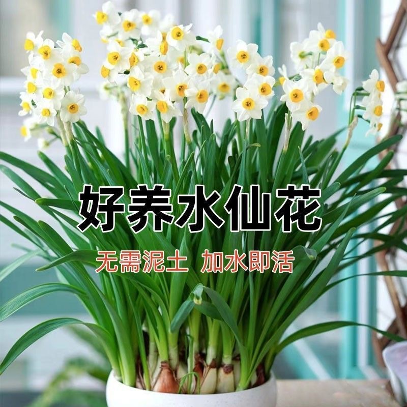 Narcissus bulbs indoor and outdoor bulb root water culture
