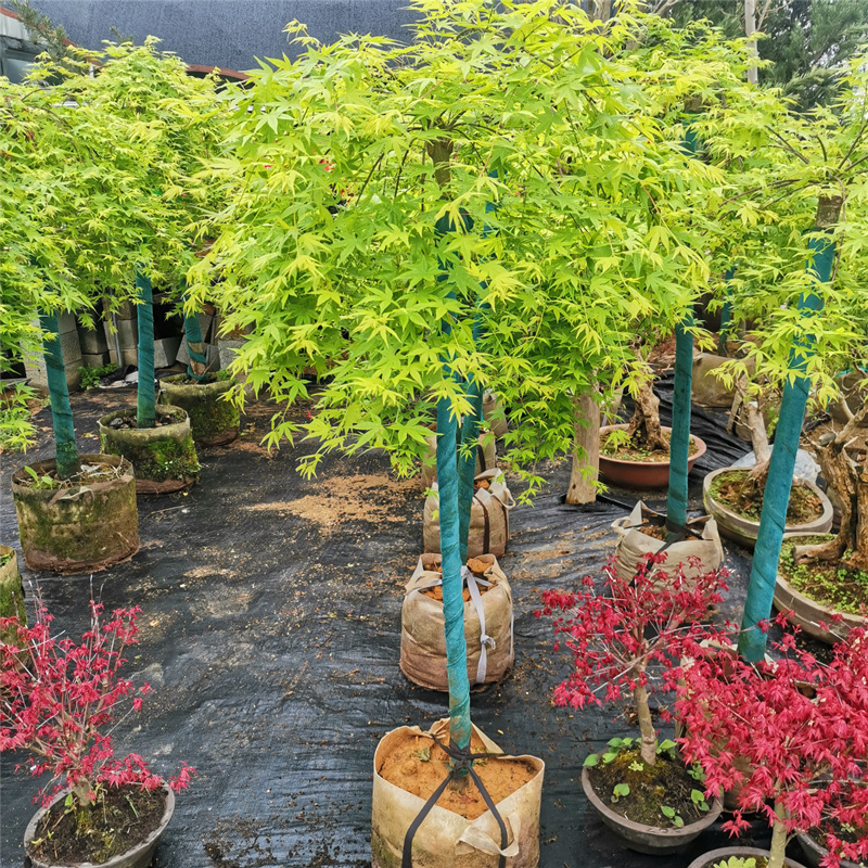 Flowing Spring Maple, Japanese Maple Variety, Hanging Branc
