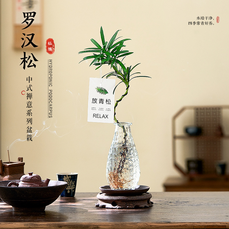 工具罗汉松小盆栽室内客厅桌面上水培植物懒人好养四季常青放青松