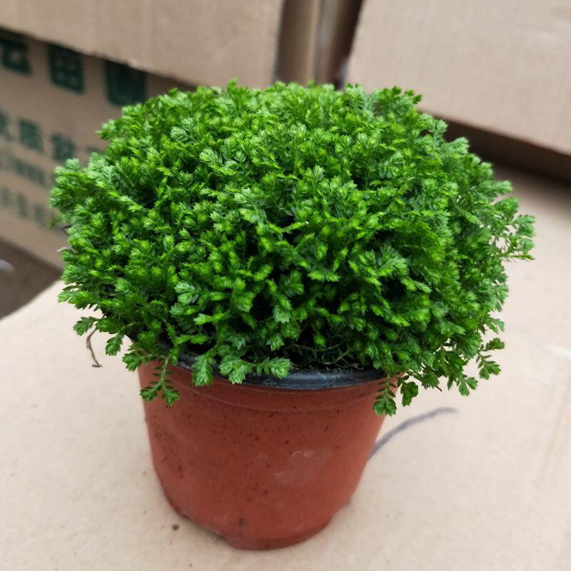 Green Earth Desktop Green Plants Green Space Coral Jue Ever