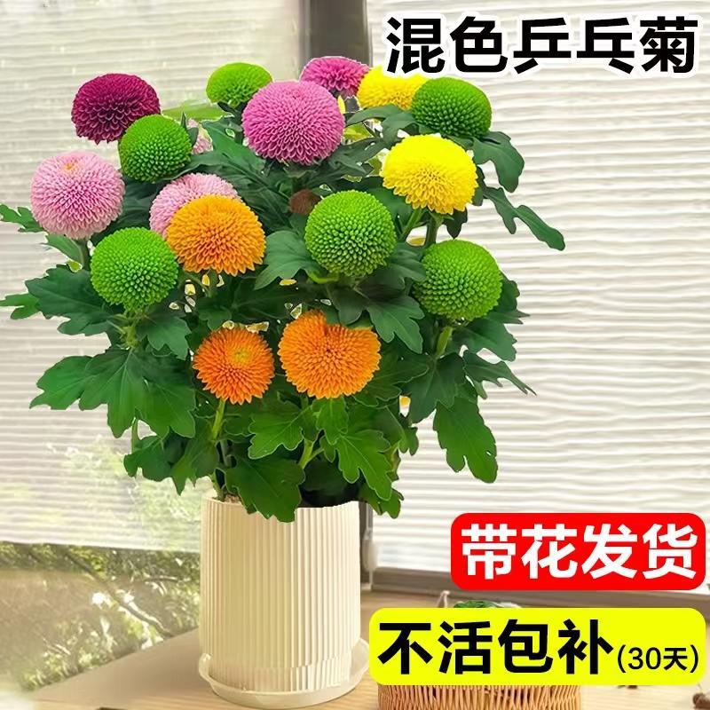 Ping Pong Chrysanthemum Potted Plants with Flowers Indoor D