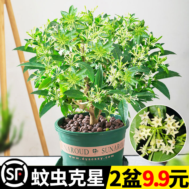 Night blooming fragrant flower saplings, indoor potted nine