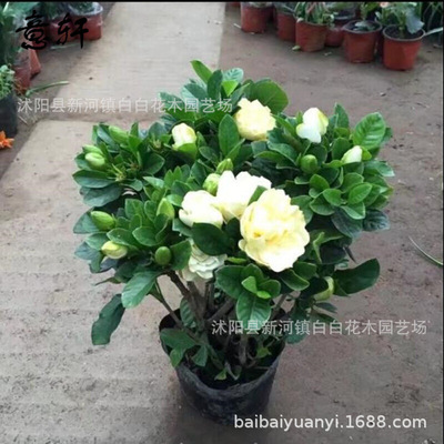 Wholesale of gardenia potted plants in the base, indoor liv