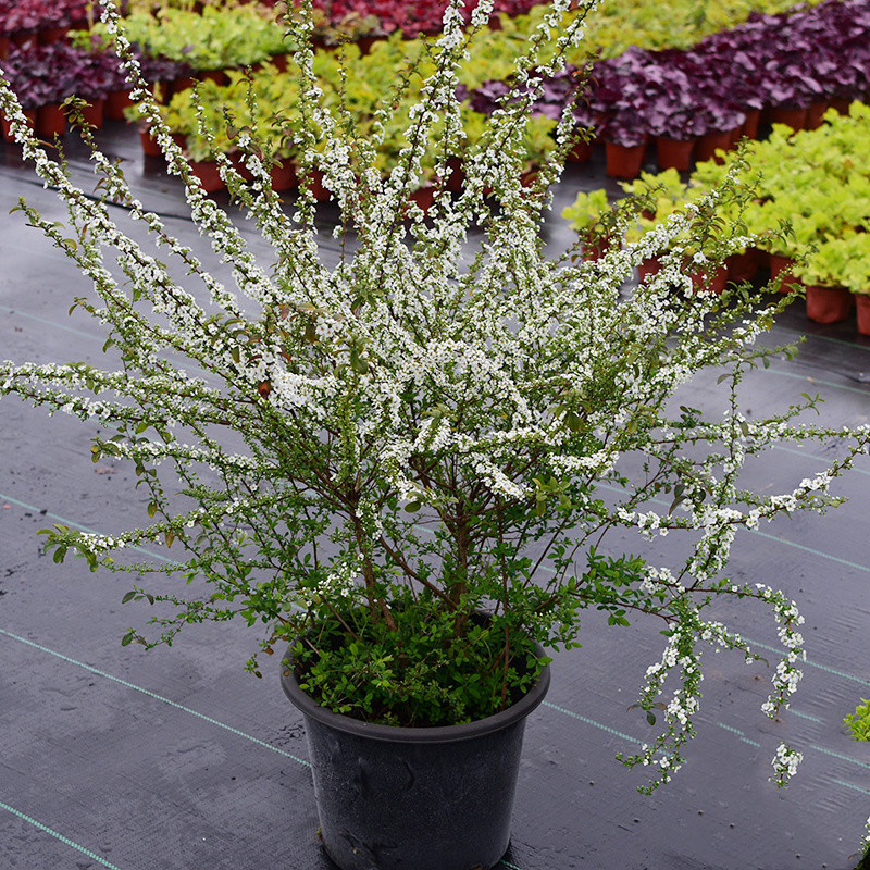 Snow willow plants spray snow flower seedlings potted flowe
