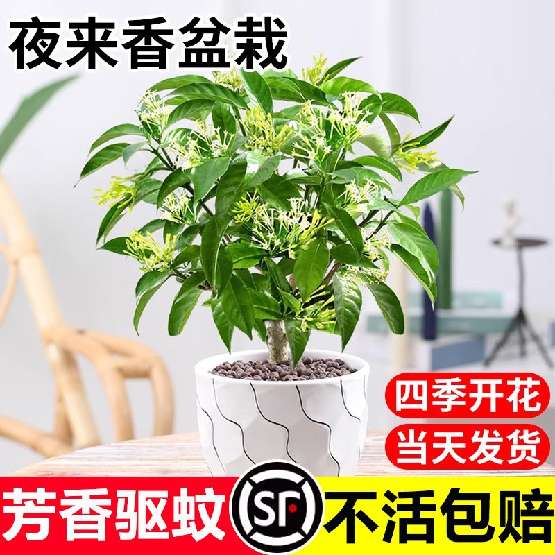 Night Fragrance Tree Seedlings Potted Plants Old Pile Indoo