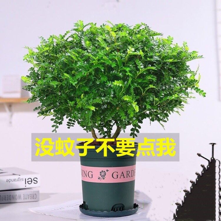 Mosquito repellent grass potted plant, Thousand mile eye fr