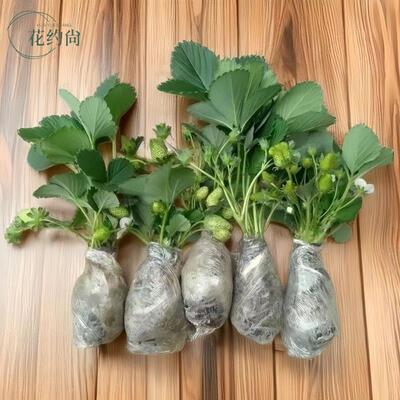 Strawberry seedlings, seasonal cream strawberry seedlings,