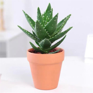 indoor formaldehyde removal Aloe air potted and purifi vera