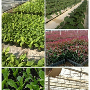 40kg Soil Large Package Orga Wholesale Universal Nutritious