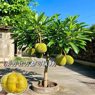 Durian tree seedlings, planted in the north and south, gold