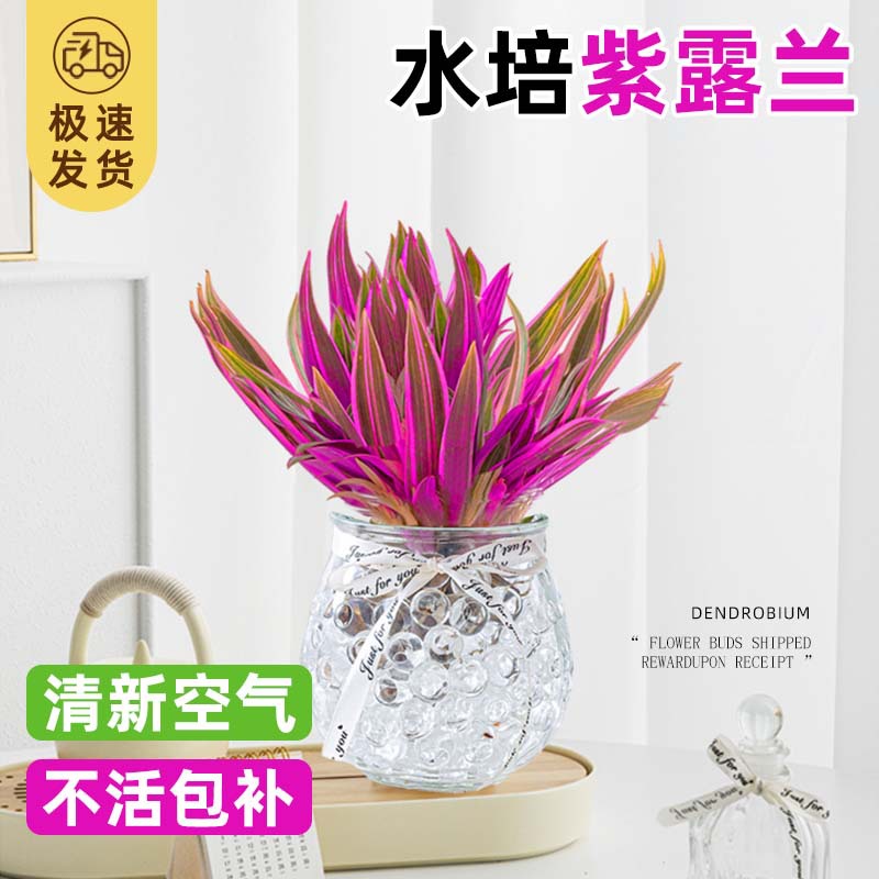 Purple Dew Potted Plants Indoor Living Room Hydroponic Plan