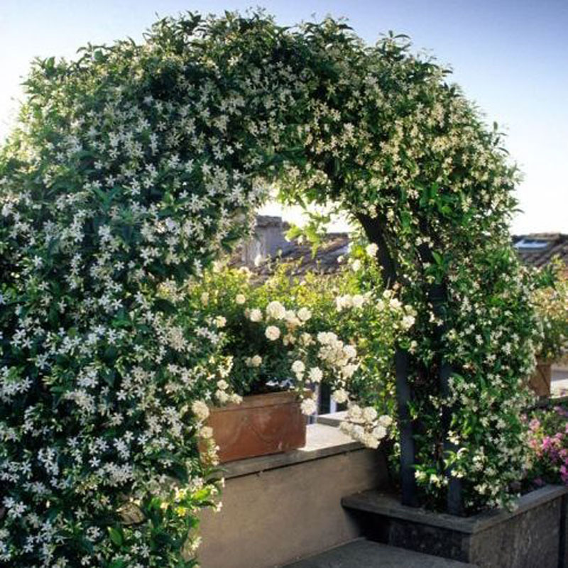 Garden Climbing Vine Windmill Jasmine Flower Rolling Stone