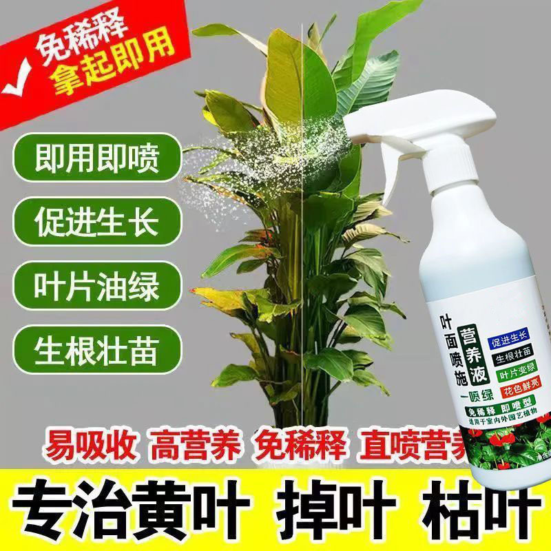 Chlorophyll undiluted nutrient solution, yellow leaves spra