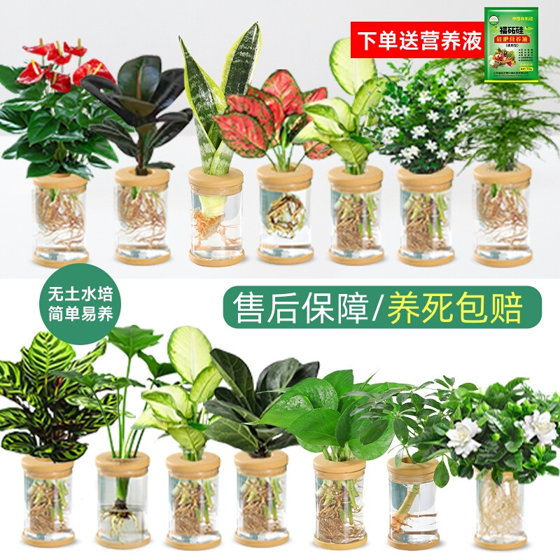 Hydroponic plants, potted plants, green vines, gardenia flo
