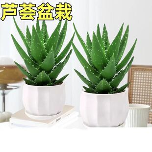Indoor Formaldehyde Removal Aloe Air Potted and Purifi Vera