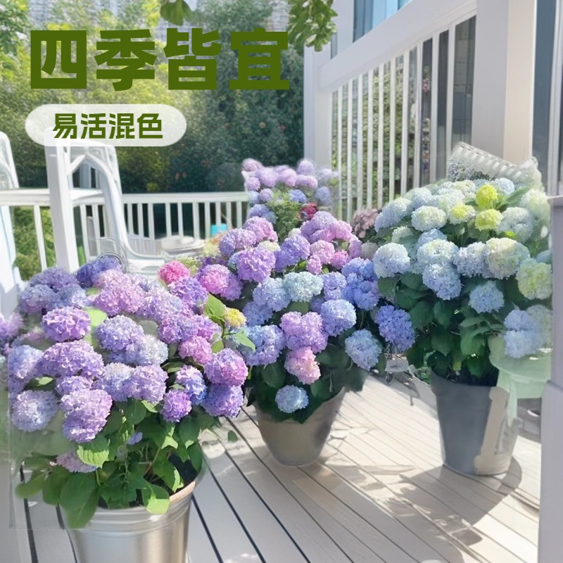 Endless Summer Hydrangea Seedlings Outdoor Courtyard Multi