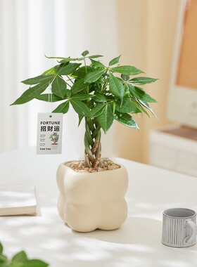 Fortune Tree Indoor and Outdoor Bonsai Plant Pot Big Tips F