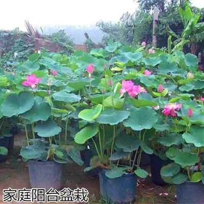 Viewing Lotus Seedlings: Flowering Lotus Roots, Aquatic Pla