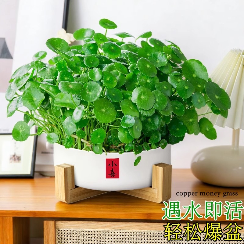 Copper money grass hydroponic plants indoor small potted pl