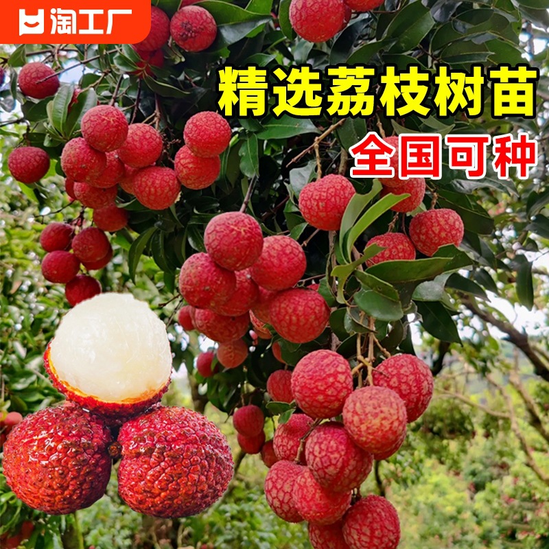 Litchi tree, seedless cinnamon flavored fruit tree, potted