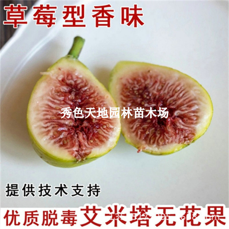 Stella long stemmed yellow skin sugar heart red meat, Amita