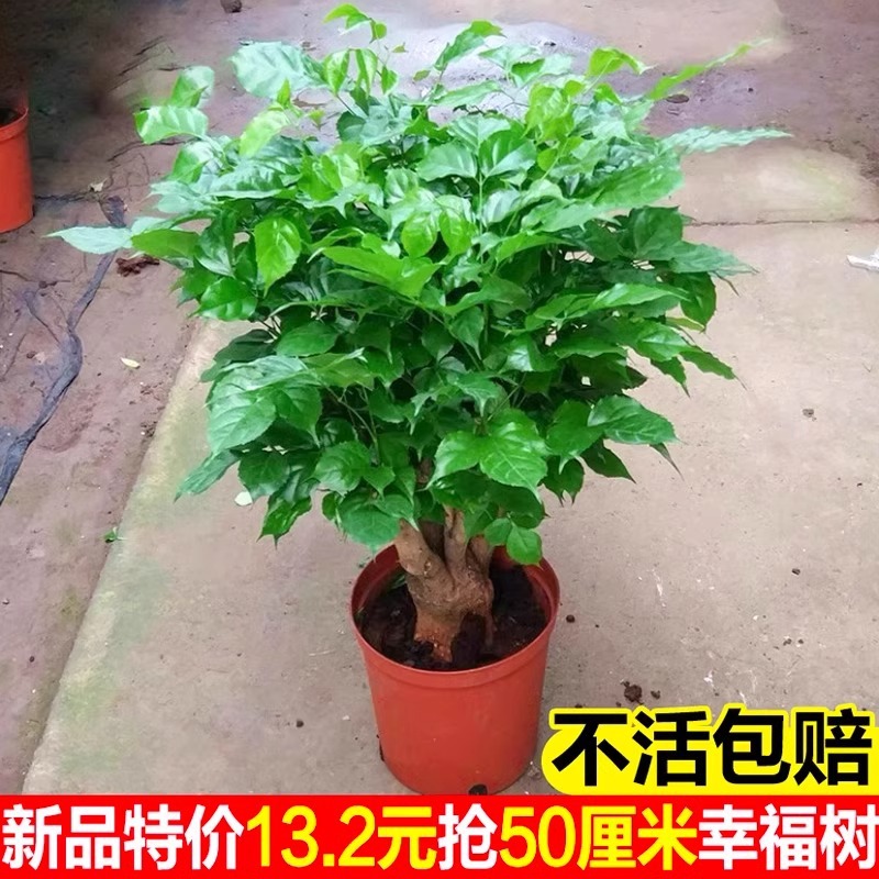 Happiness tree, big potted plant, new home, bedroom, air pu