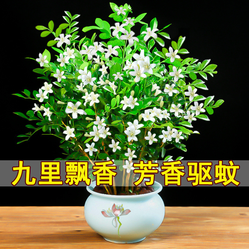 Nine mile fragrant potted plant with flower buds, old stump
