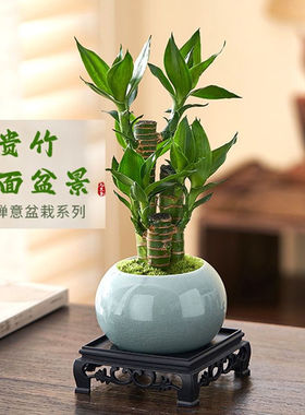 Indoor plants of Dracaena sanderiana are steadily growing o