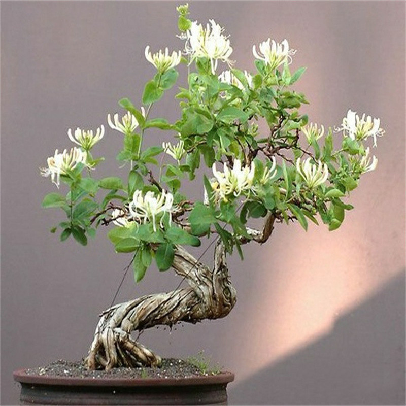 Cold resistant honeysuckle saplings, potted green plants, i