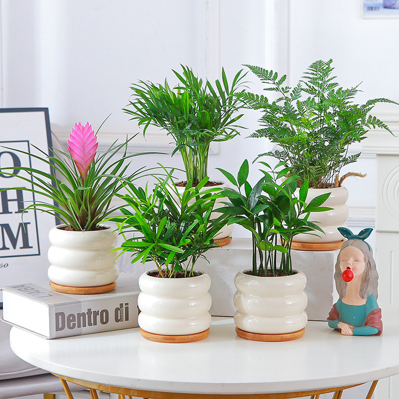 Podocarpus mongolicus potted plants, indoor green plants, f