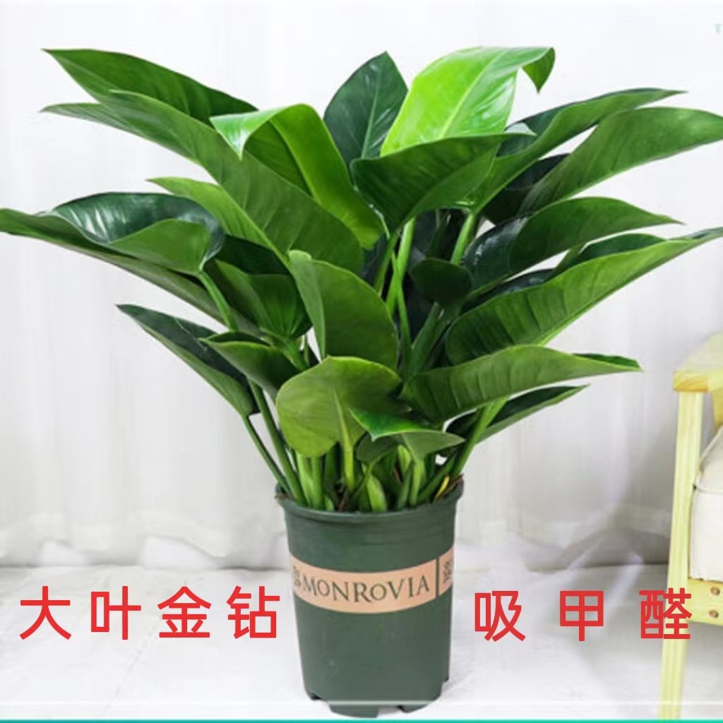 Large scale potted plants with large leaves, golden diamond
