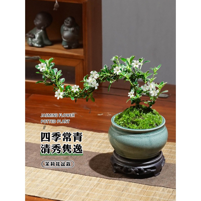 Floating branches, golden edges, June snow, potted plants,