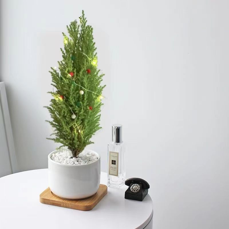 Small fragrant pine potted plants, year-round evergreen gre