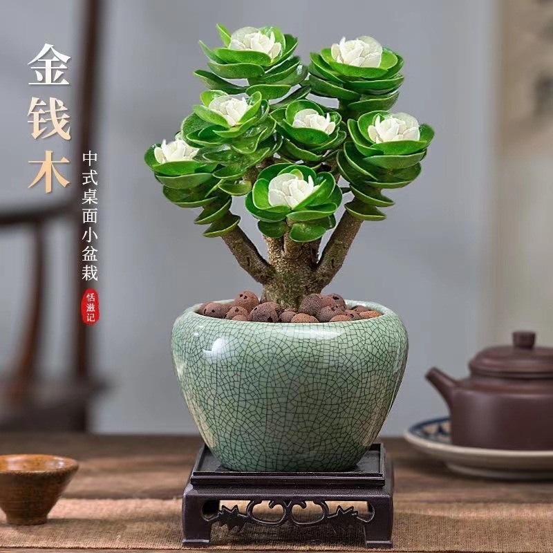 Money Tree Old Pile Succulent Plants Potted Plants Indoor G