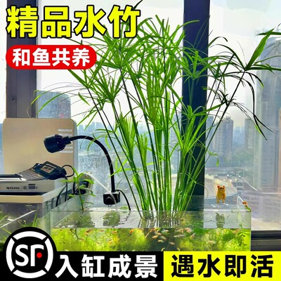 Water bamboo, potted plants, hydroponic plants, fish tank,