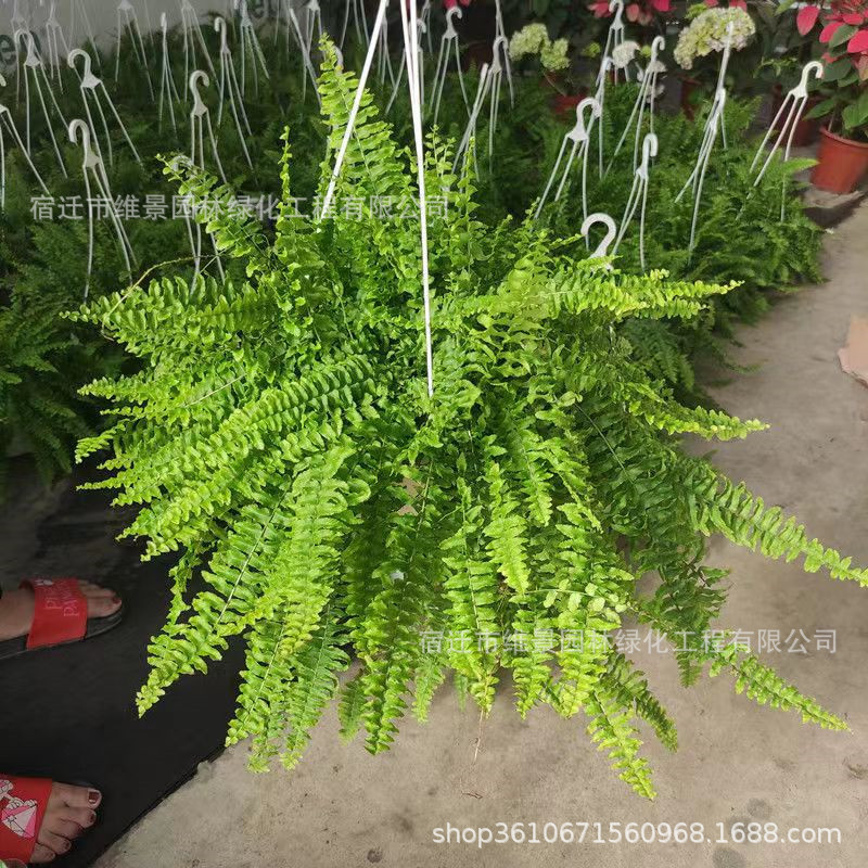 狼尾蕨鸟巢蕨波斯顿蕨铁线蕨水族缸雨林鱼缸冬青蕨水培植物苔藓球