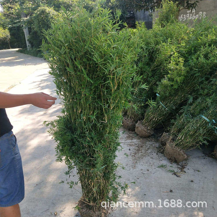 Phoenix tail bamboo seedlings, filial bamboo seedlings, pot