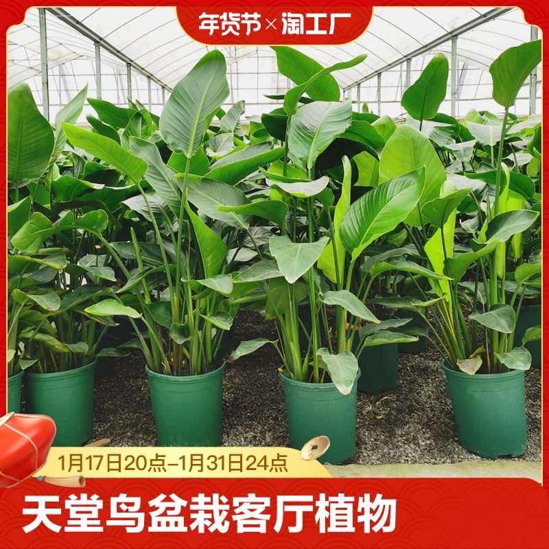 Paradise Bird Potted Living Room Indoor Large Green Plants