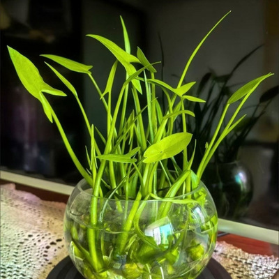 Mushroom root hydroponic balcony outdoor mushroom seedlings