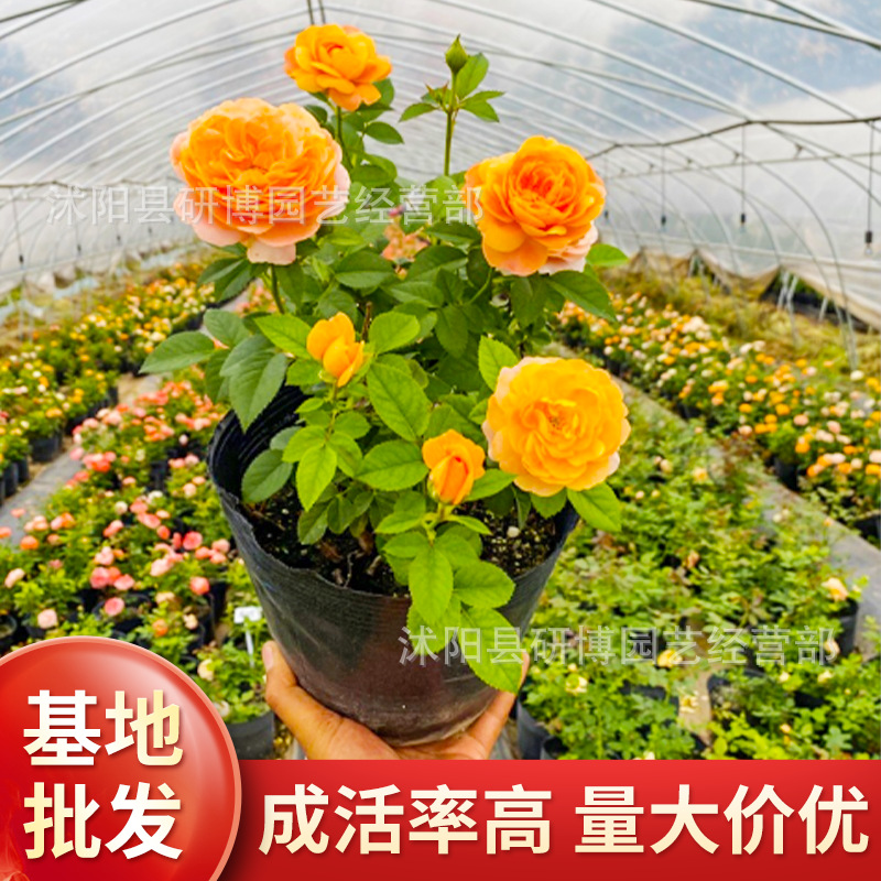Rose juice, balcony, courtyard, flower plants, potted roses