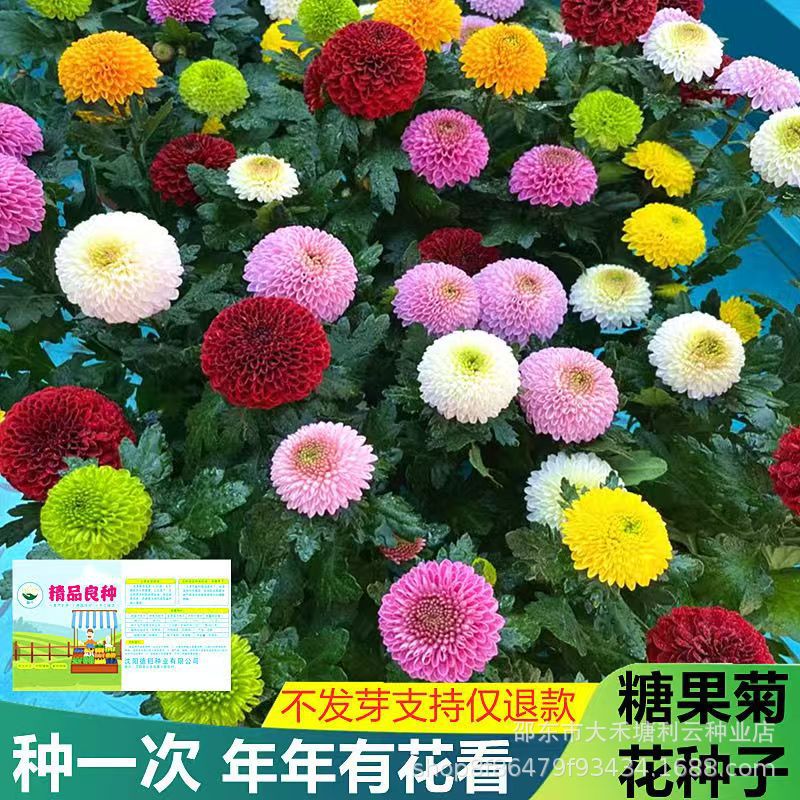 糖果菊种子矮杆大花混色种子四季易种易活阳台庭院花种子