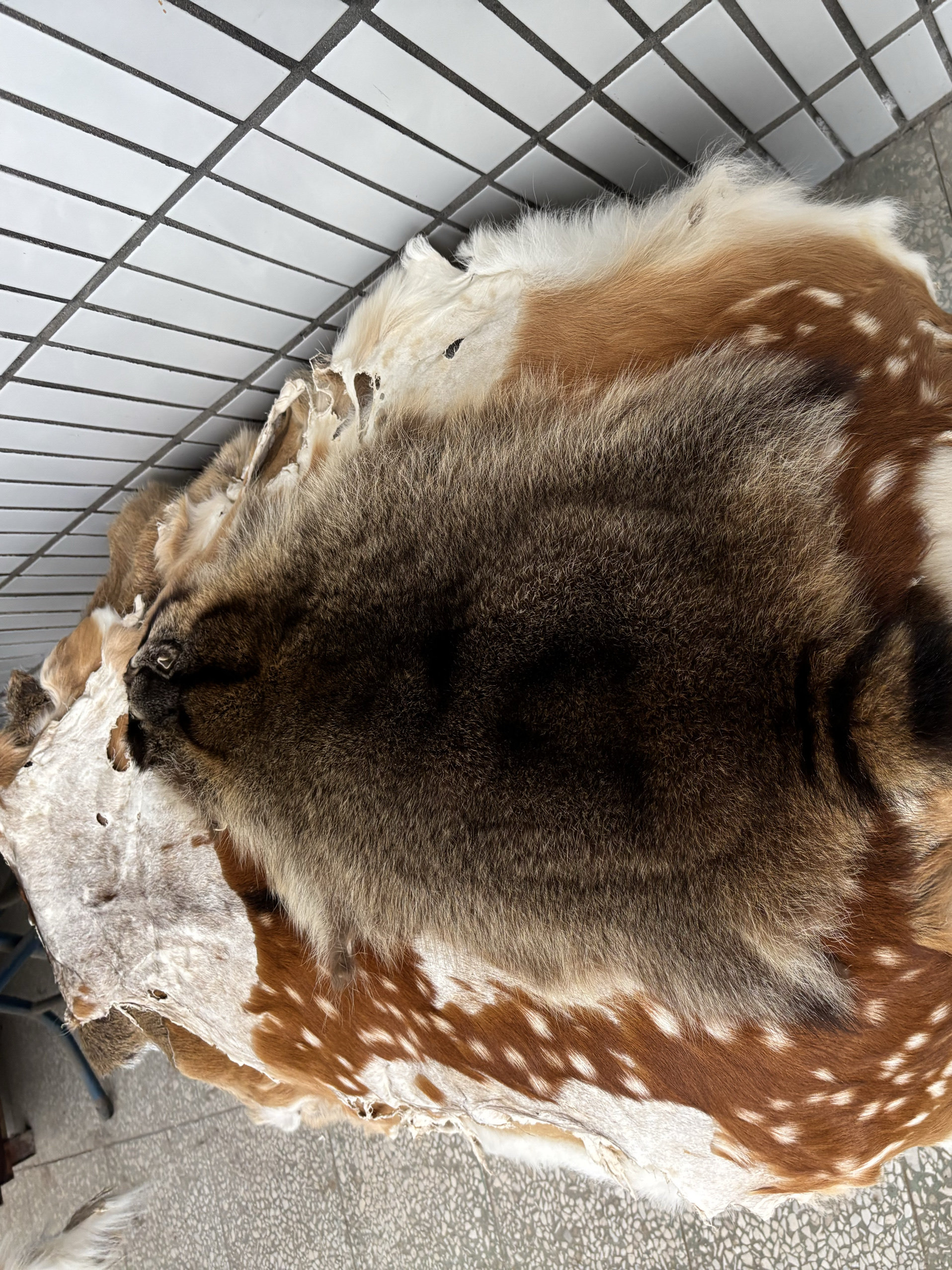 美洲貉子皮整张坐垫椅子垫领子帽条真皮毛皮草服饰帽子