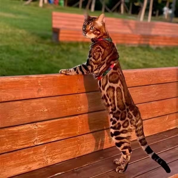 北海孟加拉豹猫幼猫雪豹宠物猫银豹活体幼崽活物金钱豹猫舍