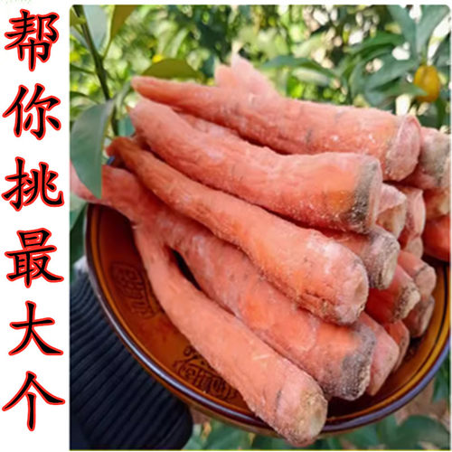 盐胡萝卜江西吉安永新莲花土特产