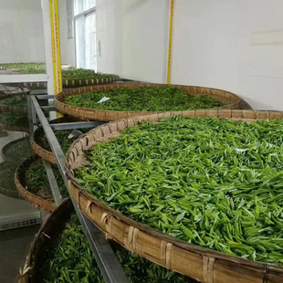 [2025新茶]涌溪火青高山云雾绿茶泾县兰花香型250g耐泡安徽茶叶